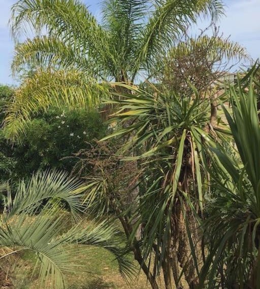 Mare è Monte , jardin méditerranéen et exotique.