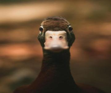 Le Canard Enchante