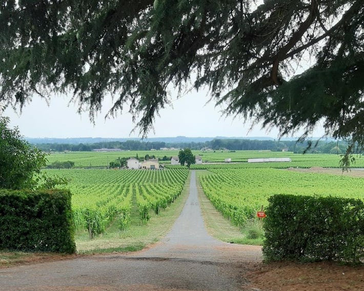 A L'ombre De La Treille