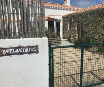 Les Agapanthes