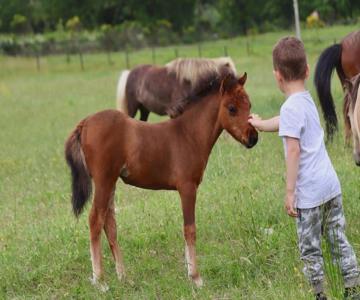Logement Atypique - Chevaux Miniatures Rhéa Horses