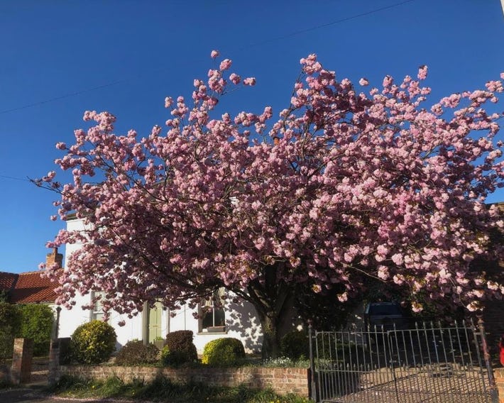 Cherry Tree