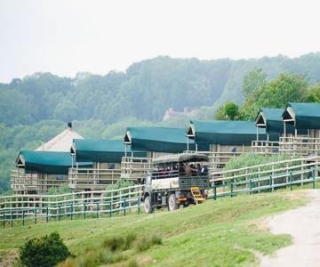 Giraffe Lodge