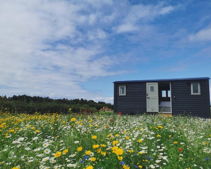 Barley Shepherd Hut - Snettisham Meadows