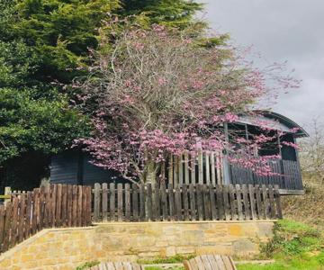 Cherry Tree Gypsy Wagon Sibford Gower