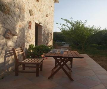 Olive Trees