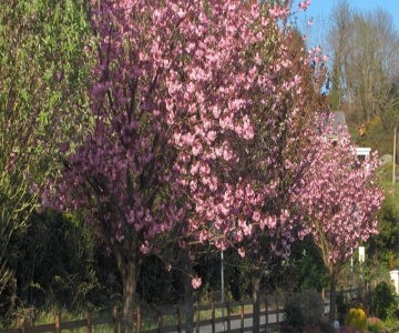 Cherrybrook B&B