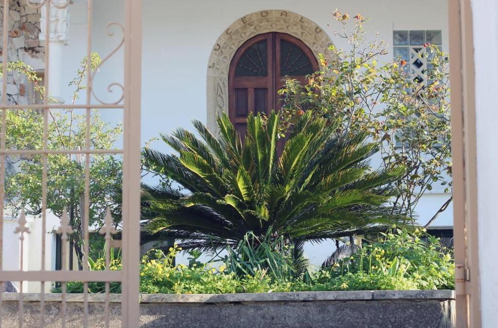 Pajara Francesco