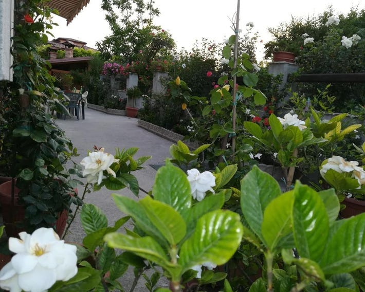 Villa delle rose