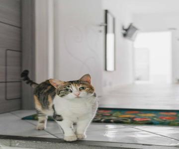 Il gatto Franco