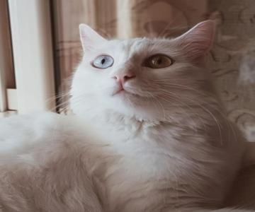 The white cat