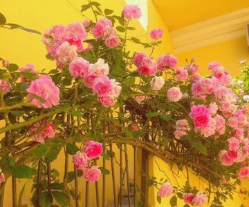B&B Maison Rosetta