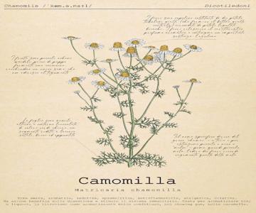Le Floreali - Casa Camomilla