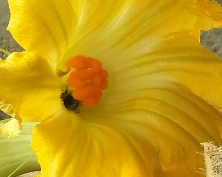 Agriturismo Fioredizucca