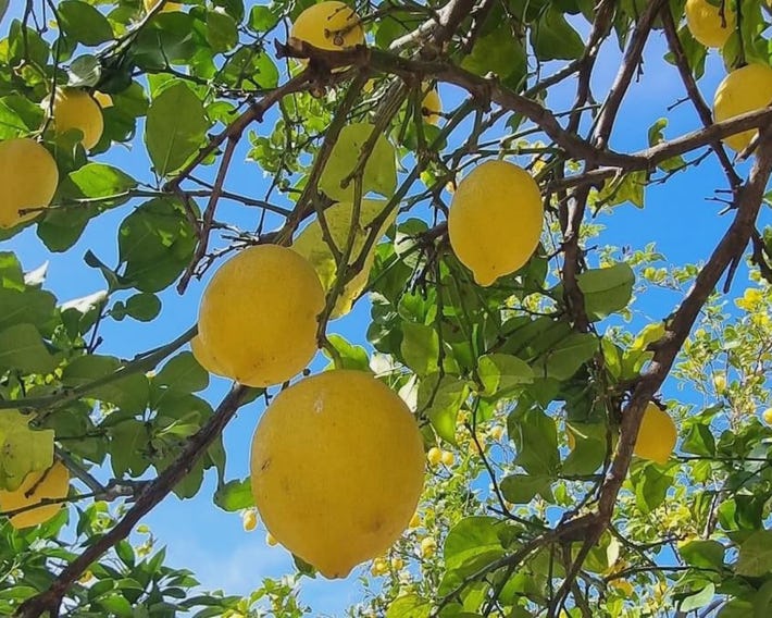 La Limonaia