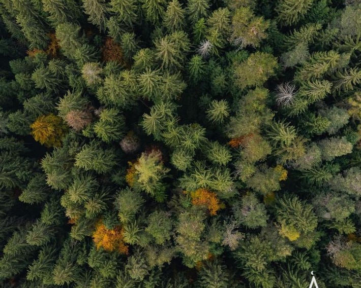 Placàt Eco Camping nel bosco