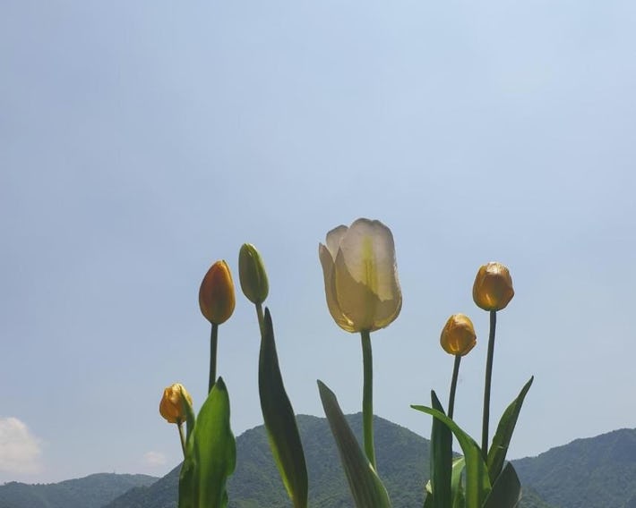 B&B Tulipano
