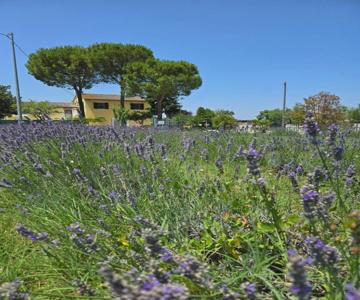 CaSAle