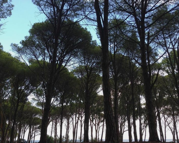 Cavalli di S'Arcaite