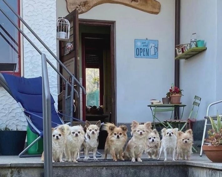 B&B Il tempo del sogno con cani e gatti Pet&Breakfast