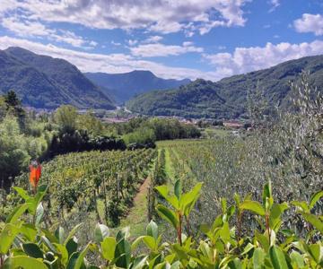 Tenuta La Fratta