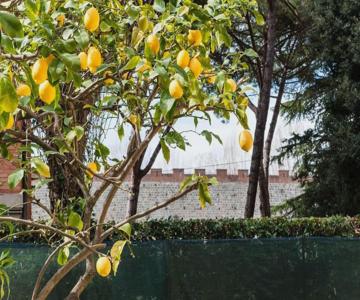 Lemon House Green