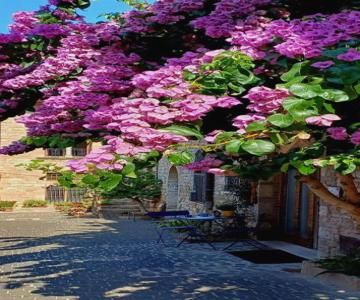 La Bouganville