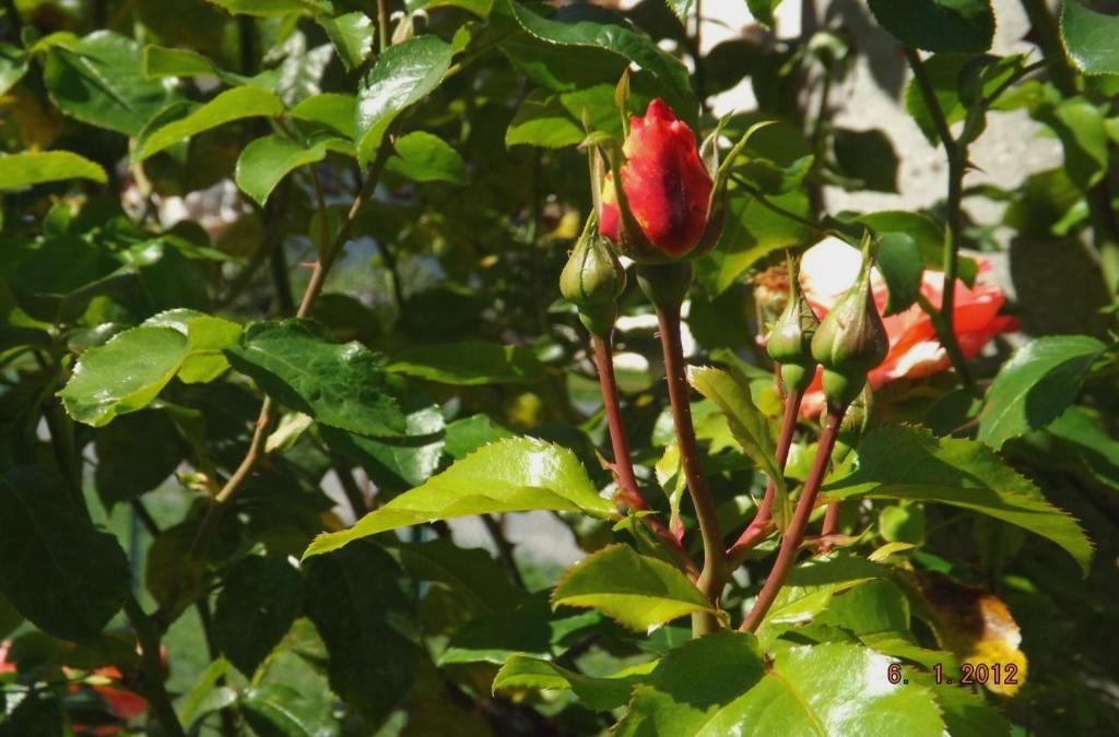 B&B Sol Fiori