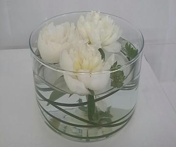 Amami Alfredo