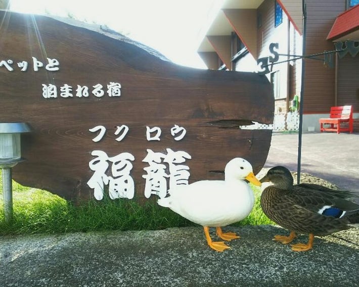 Fukurou