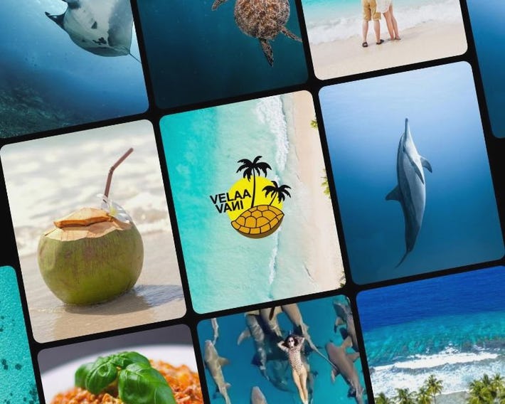 VelaaVani - Turtle Hive Dhiffushi