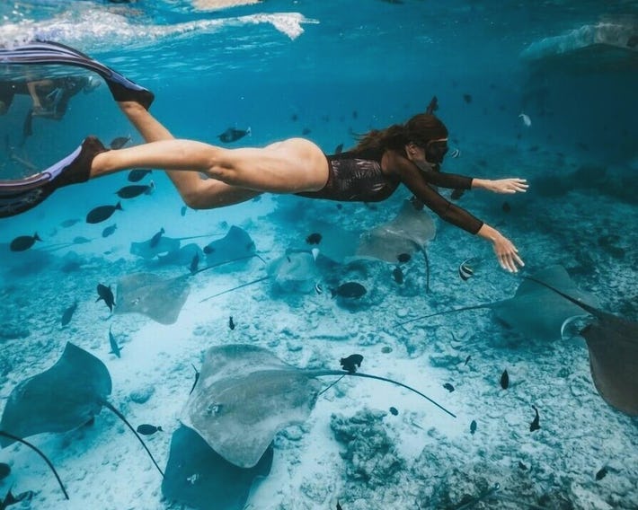 Bibee Surf