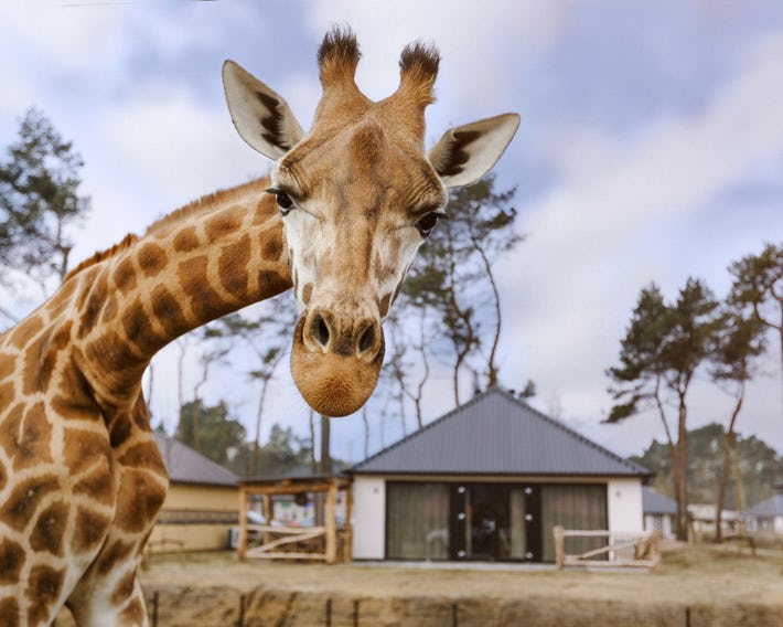 Safari Resort Beekse Bergen