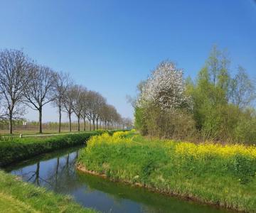Het Zwanennest