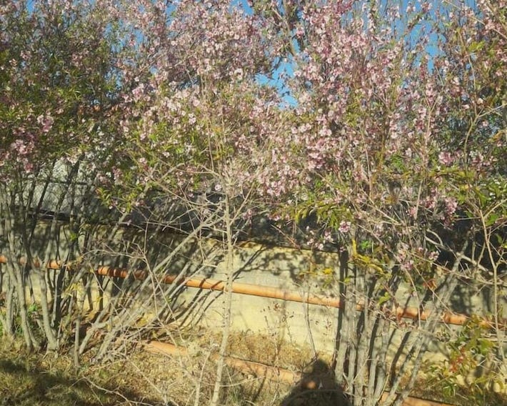Abu Omair Jabal Shams House