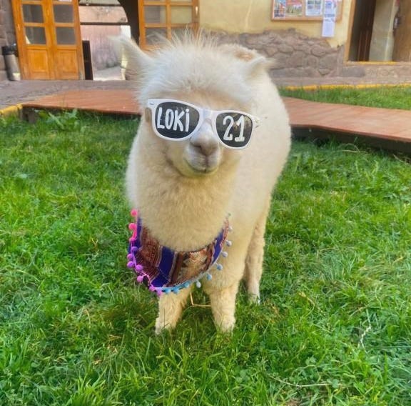 Loki Cusco