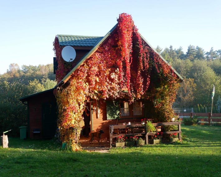 Domki Karaibskie