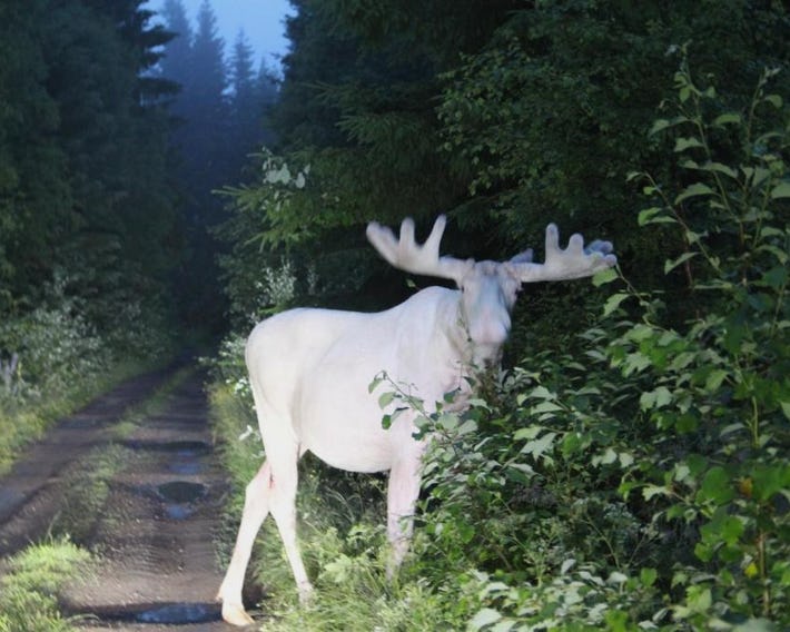 Lövås Gård Koppera