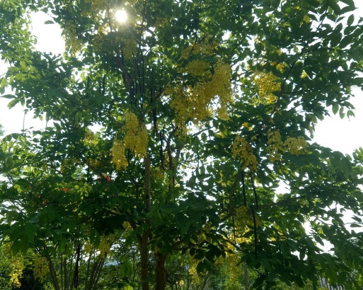 Kum Nangpaya
