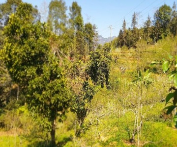 Bac Ha Eco Homestay