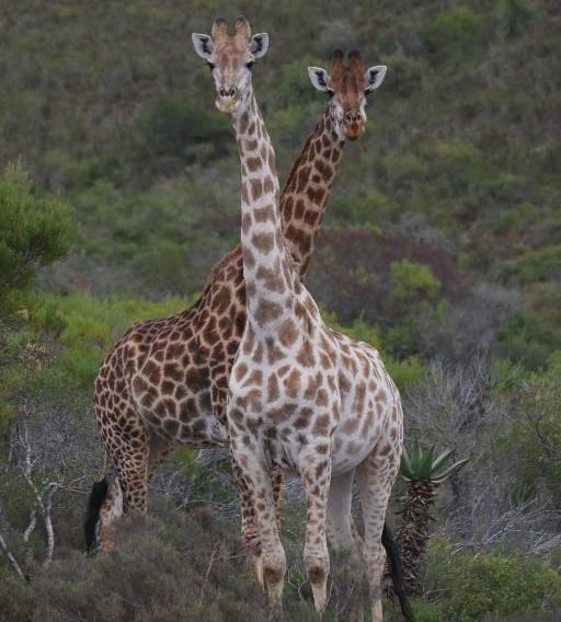 Garden Route Safari Camp