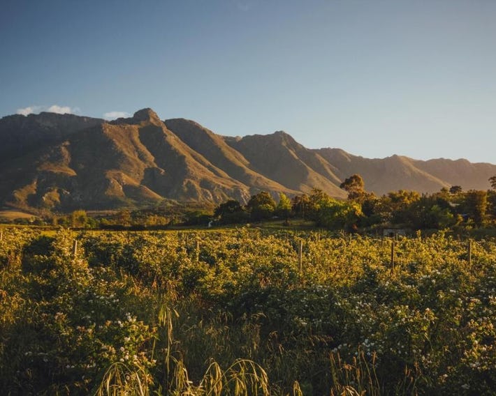 Wildebraam Berry Estate