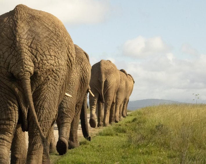 Knysna Elephant Park Lodge