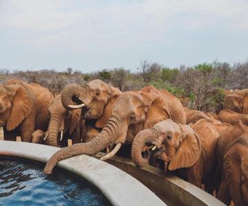 Mbazo Safaris